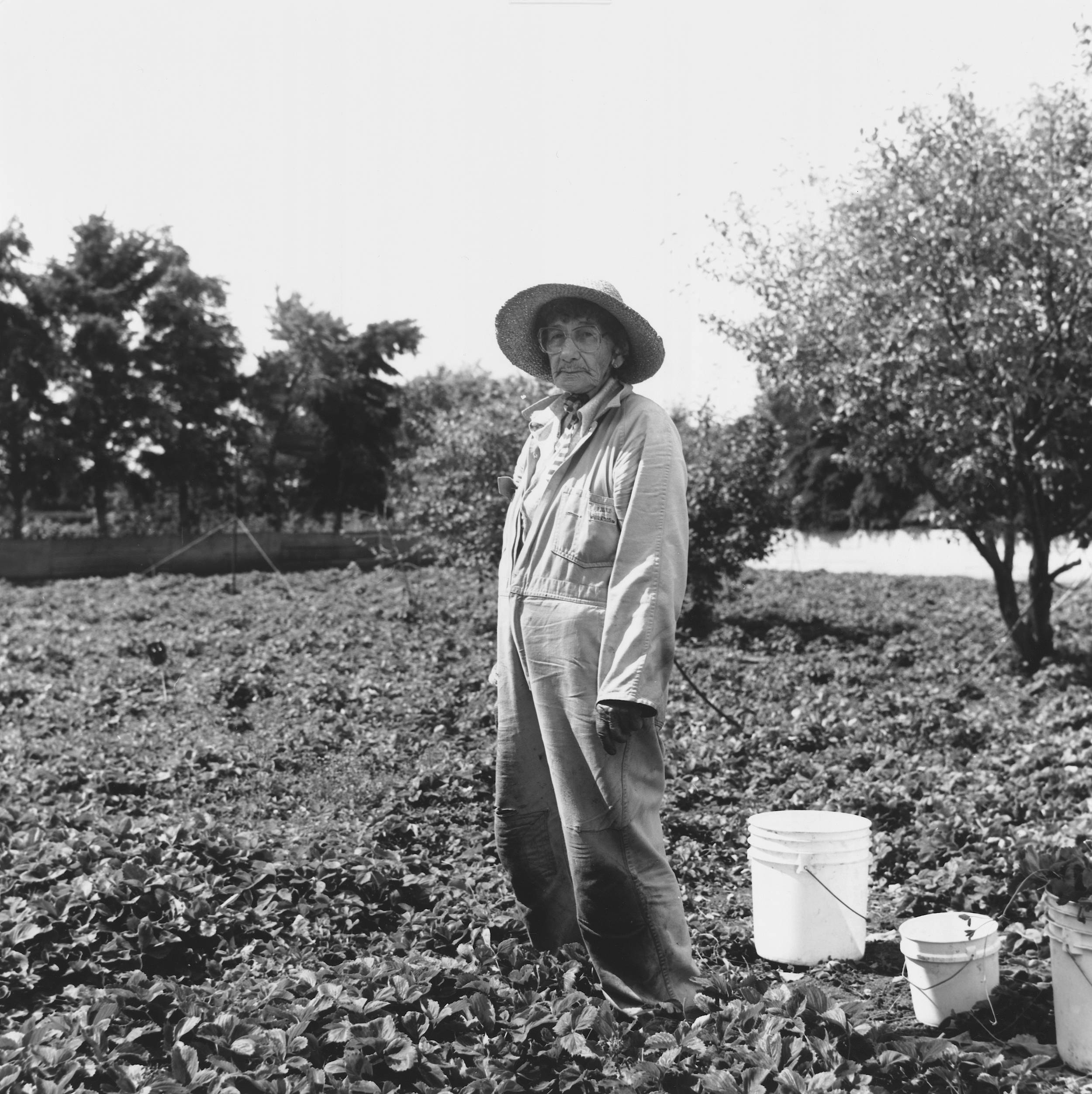 Black and white photo of elderly woman standing in the middle of rural strawberry patch with white buckets beside her. The woman is wearing well used one-piece overalls.